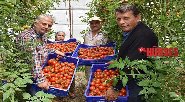 DOMATESİN FİYATI DÜŞTÜ