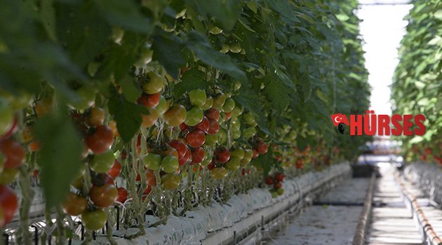 Domatesler yola çıktı
