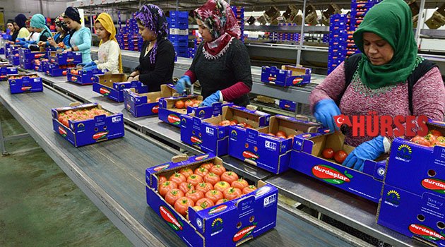 Domateste yeni dönem başladı