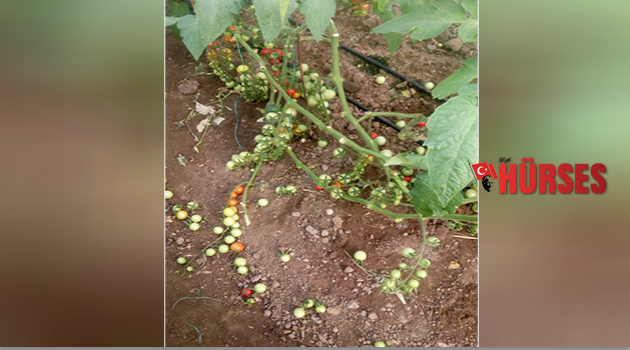 Domuzlar seralara zarar verdi