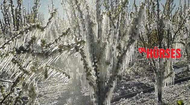Elmalı'yı don vurdu
