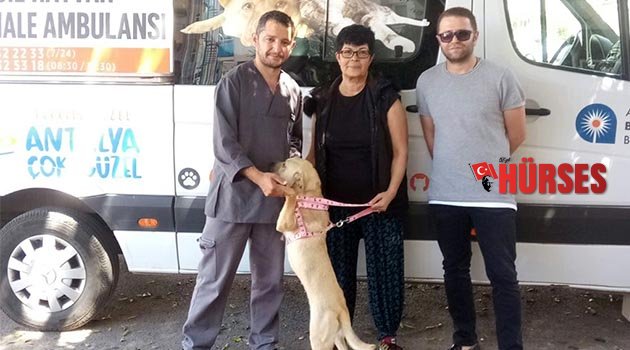 Ensesi kesilen köpeği sahiplendi