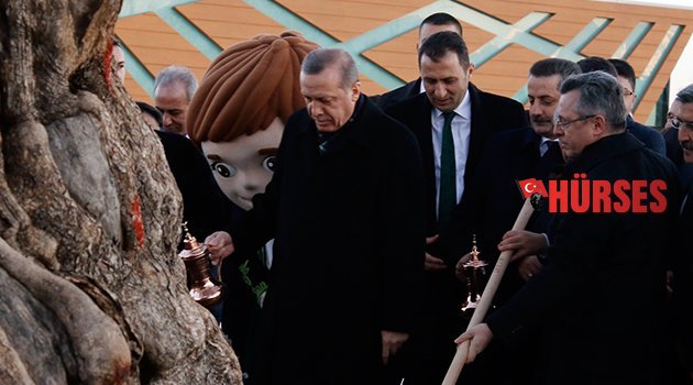 ERDOĞAN ZEYTİN AĞACI DİKTİ