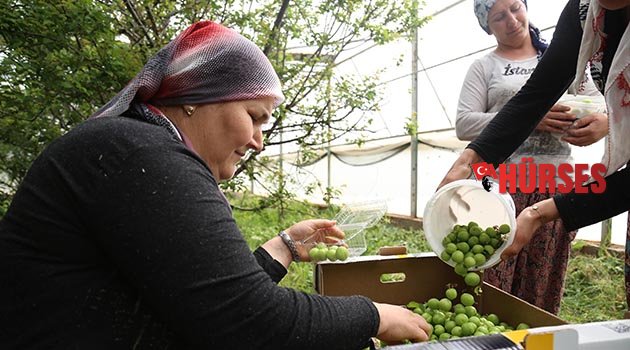 Eriğin kilosu 500 liradan 100 liraya düştü