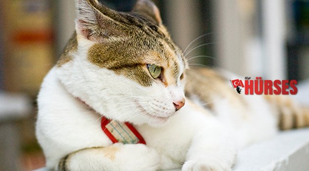 EVDE KEDİ BESLEMEYE MAHKEME ONAY VERDİ