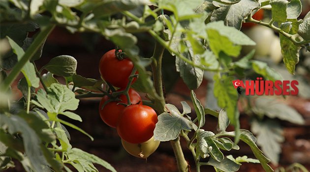 Fideler toprakla buluştu