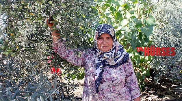GAZİPAŞA'DA 37 BİN TON ZEYTİN REKOLTESİ BEKLENİYOR