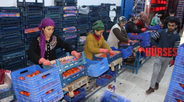 HALE ÜRÜN GİRİŞİ AZALDI