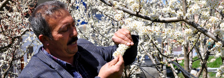 İlçelerdeki Soğuk Hava Çiftçiyi Vurdu