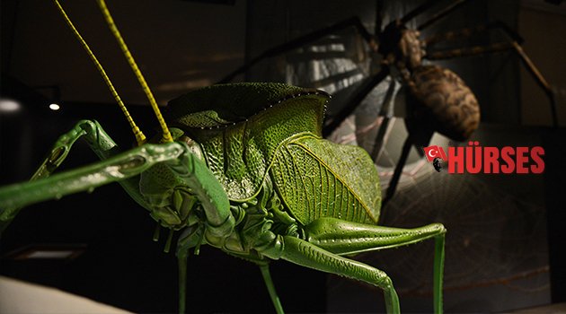 'İNANILMAZ BÖCEKLER'  EXPO 2016'DA