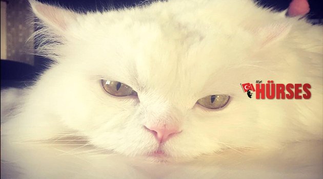 KAYIP PAMUK'U BULANA ÖDÜL