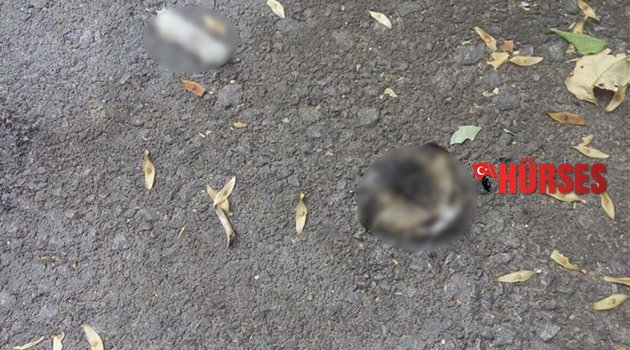 Kedi vahşetine soruşturma