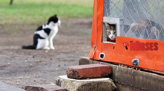 KEDİ ve KÖPEKLERE EV ARANIYOR