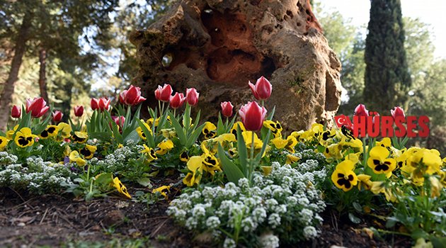 KEPEZ ÇİÇEK AÇTI