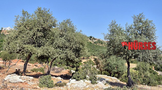 Kepez zeytin bahçesi olacak