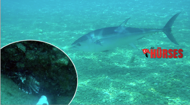 Konyaaltı’nda orkinos ve aslan balığı görüntülendi