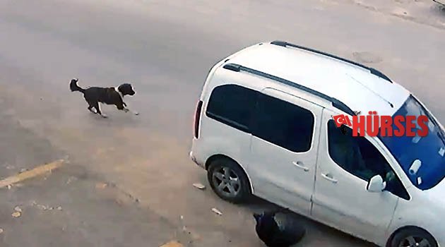 Köpeği bilerek ezdi