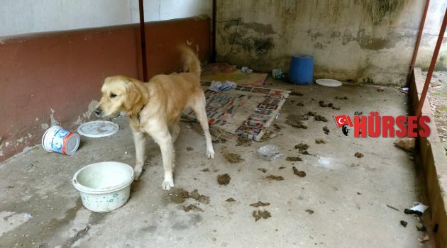 KÖPEĞİN FOTOĞRAFINI ÇEKTİĞİ İÇİN DÖVÜLDÜ