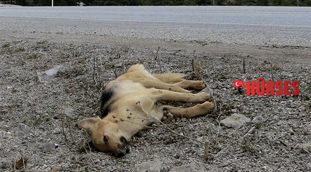 KÖPEKLER AÇLIKTAN VE SOĞUKTAN ÖLÜYOR