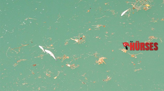 KÖPRÜÇAY'A BALIK ÖLÜMLERI NEDENIYLE GIRMEK YASAKLANDI