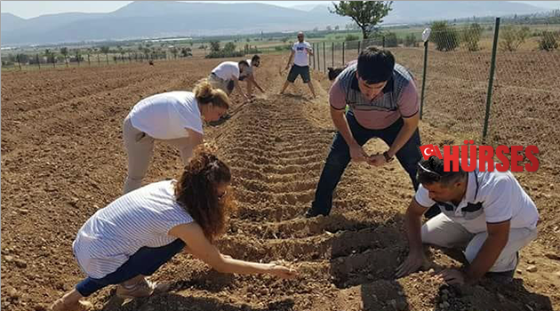 Korkuteli’nde Safran’ üretiliyor