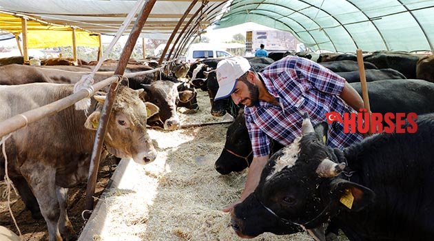 Kurbanlık pazarında besicinin ulaşım isyanı