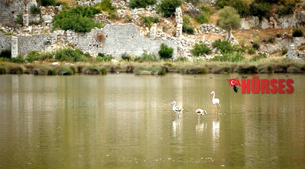 KUŞ CENNETİ'NİN SON KONUKLARI FLAMİNGOLAR