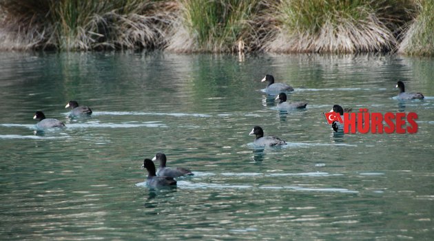 KUŞLAR BÜYÜLÜYOR