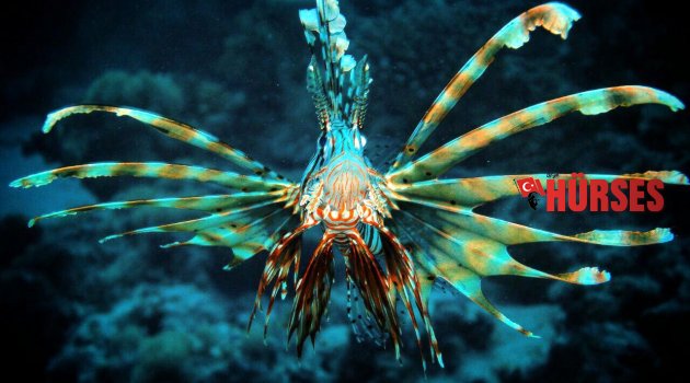 LADY GAGA REÇETESİ