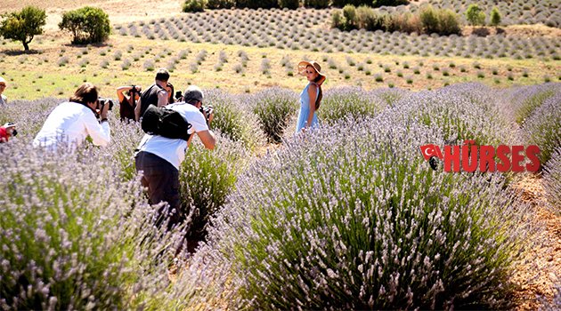 LAVANTA TARLASINA FOTO SAFARİ