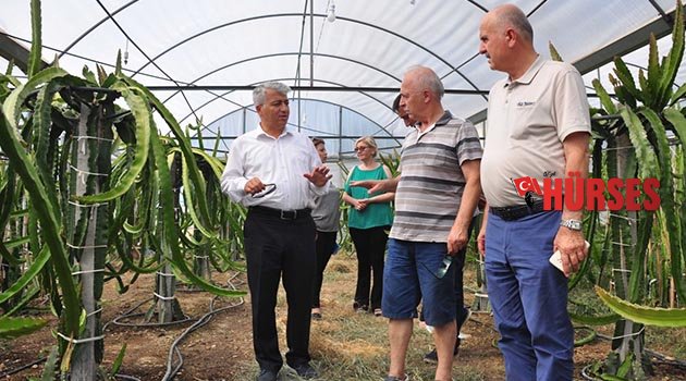 Manavgat’ta  pitaya yetiştirildi