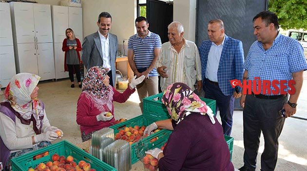 Manavgat'ta şeftali üretimi