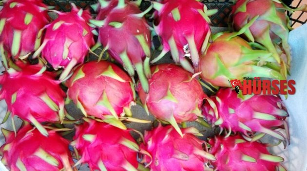 MEYVE PROJESİNDEN GÜZEL HABER