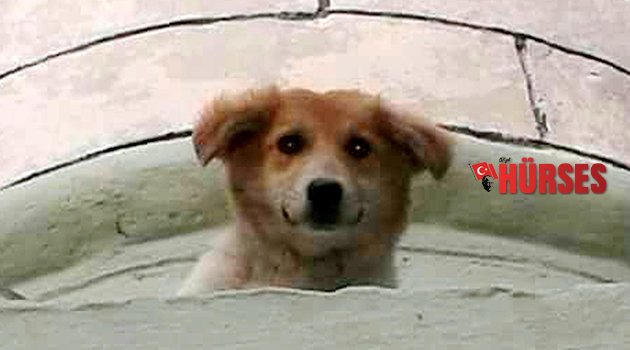 MİNAREDE MAHSUR KALAN KÖPEK KURTARILDI