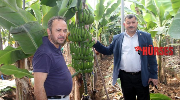 MUZ BAHÇELERİNE BAHAR BAKIMI