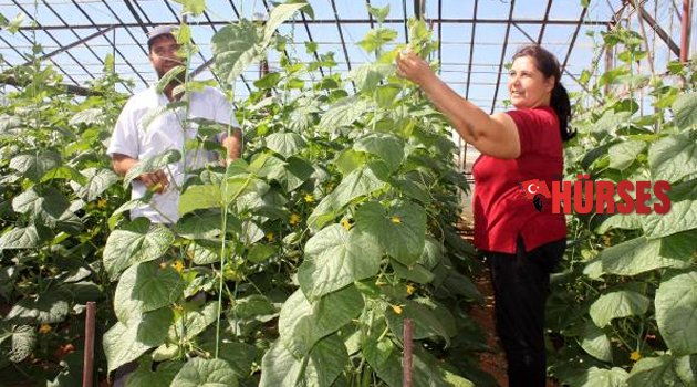 ÖRTÜ ALTI ÜRETİMDE HEDEF 400 BİN TON