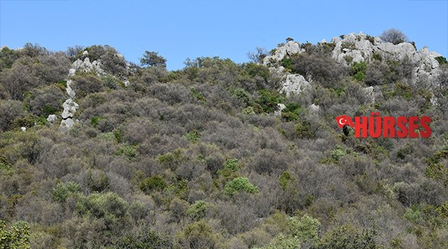 PİYNARLARI ZARARLI  BÖCEK VURDU