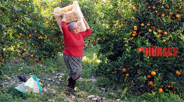 PORTAKAL ÜRETİCİSİ TEDİRGİN