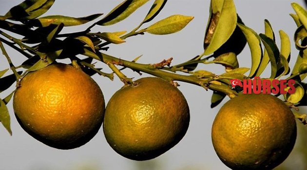 RUSYA 49 TON MANDALİNA’YI REDDETTİ