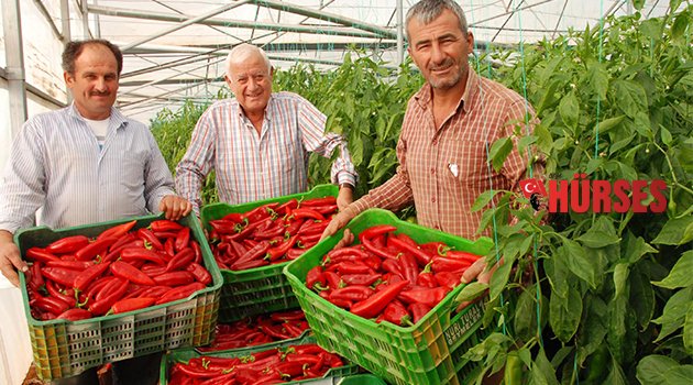 SERACILIK VE NAR ÜRETİMİ TERSİNE GÖÇ BAŞLATTI