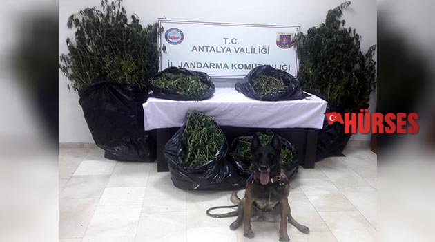 Serik'te operasyon
