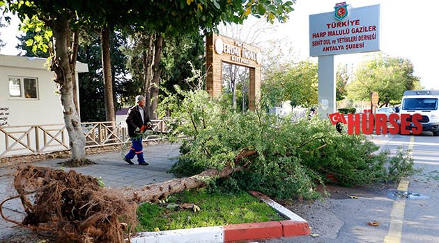 Şiddetli rüzgar ağacı devirdi
