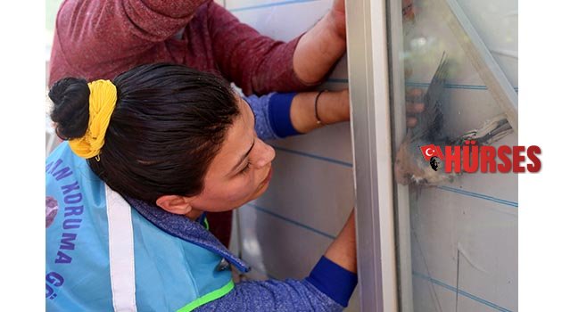 Sıkışan kumrular kurtarıldı