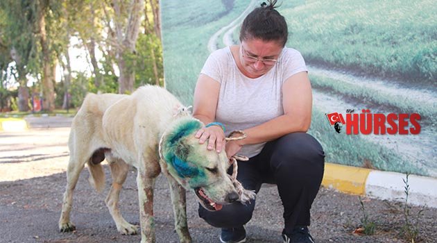 Silahla vurulan köpek, öldü