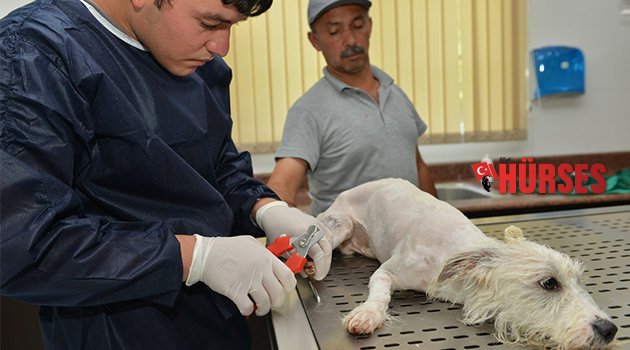 SOKAK HAYVANLARI TRAŞLANIP YIKANIYOR