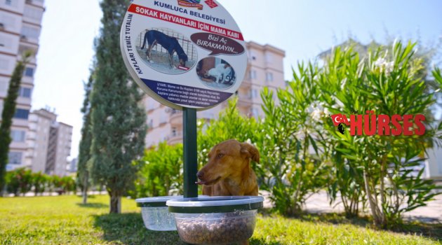 SOKAK HAYVANLARINA BESLENME NOKTASI