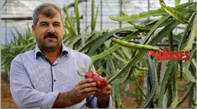 Son çare 'ejder meyvesi' işine girmek oldu