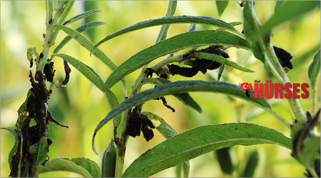Susamda ‘tuta absoluta’ kabusu
