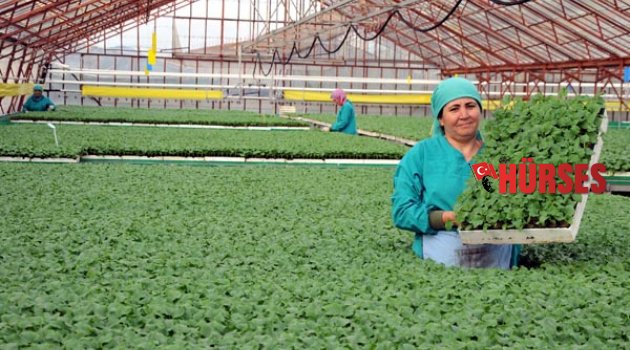 TARIM ALANLARI 'RANT'A KURBAN