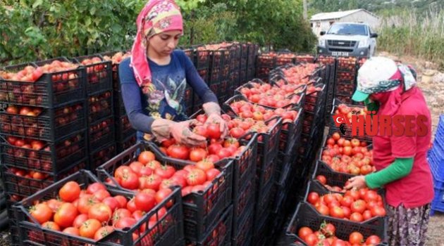 TARLADA 70 KRŞ TEZGAHTA 5 LİRA